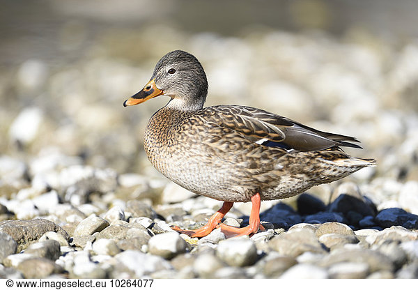 Close-up portrait of a mallard duck (Anas platyrhynchos) standing on rocky shore of Lake Grundlsee in winter  Styria  Austria
