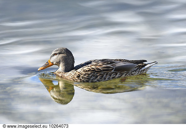 Close-up portrait of a mallard duck (Anas platyrhynchos) swimming in Lake Grundlsee in winter  Styria  Austria