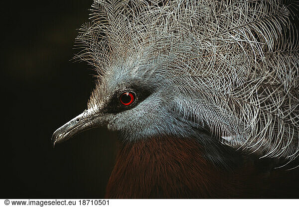 Close-up portrait of a Victoria Crowned Pigeon against dark background