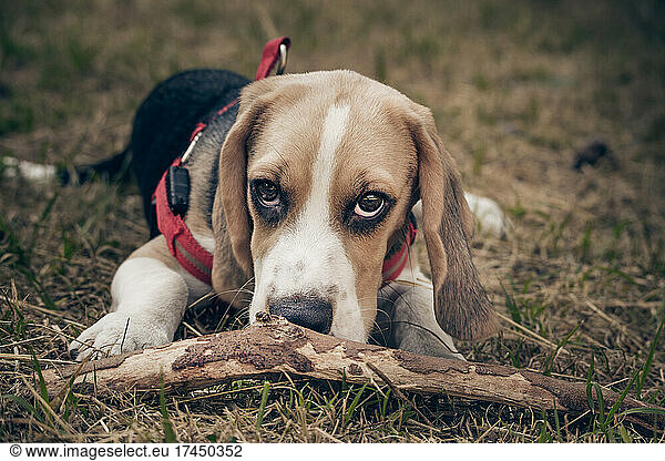 Close Up Portrait Of Beautiful Puppy Of English Beagle