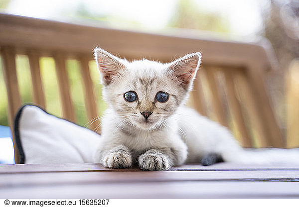 Close-up portrait of cute kitten sitting on table