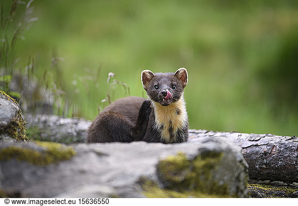 Close-up portrait of cute pine marten sticking out tongue on log