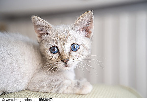 Close-up portrait of cute small kitten sitting on sofa at home