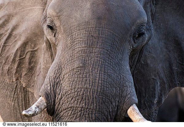 Close up portrait of elephant (Loxodonta africana)  Khwai concession  Okavango delta  Botswana