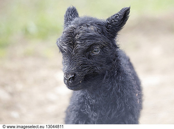 Close-up portrait of kid goat standing outdoors