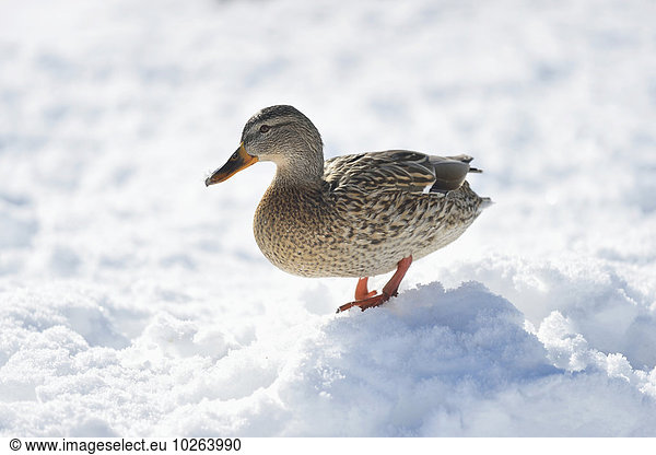 Close-up portrait of of mallard duck (Anas platyrhynchos) standing in snow next to Lake Grundlsee in winter  Styria  Austria
