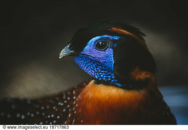 Close-up portrait of tragopan pheasant