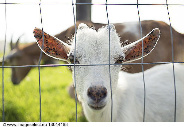 Close-up portrait of white goat kid by fence