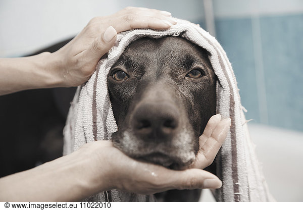 Close up portrait serious black dog being bathed