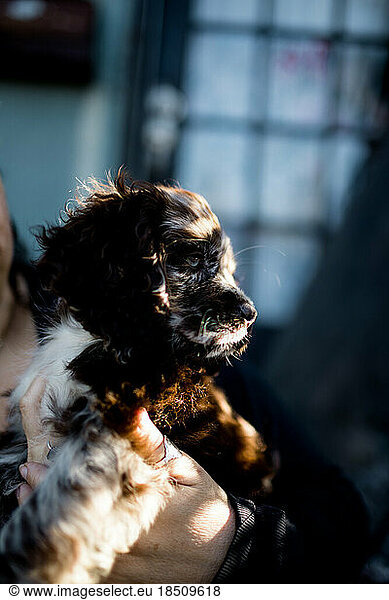 Close Up Puppy Portrait on Sunny Day in San Diego