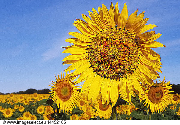 Close up sunflowers in field  South Dakota  United States