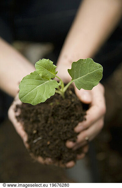 Close up view of a woman planting broccoli seedlings in a backyard garden.