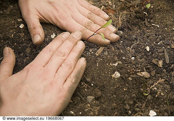 Close up view of a woman planting lettuce seedlings in a backyard garden.