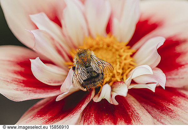 Close-up view of bee on pink  white and yellow dahlia flower