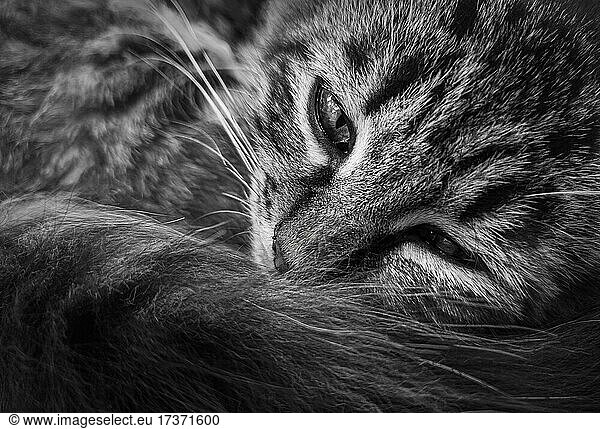 Close up wunderbare Schwarz-Weiß-Porträt eines launischen Kätzchen  liegend nachdenklich. Gestreifte Katze  weiser Blick  traurige Emotion. Pelzige Haustier ruht. Sleepy feline  entspannt und aufgeregt Ausdruck