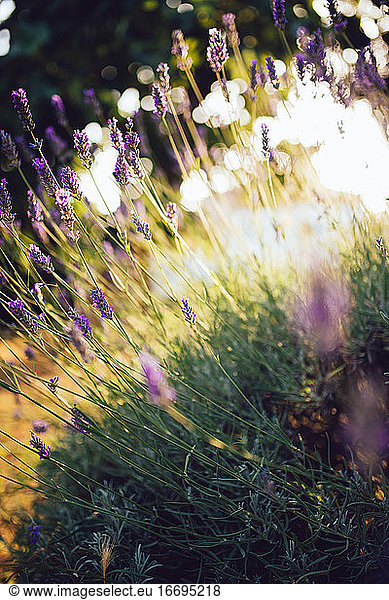 Closeup detail of lavender flowers