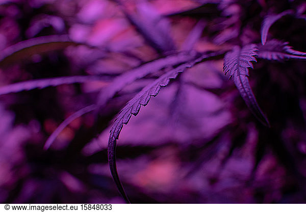 Closeup dried flowering tops of female cannabis plants. Î²-Caryo