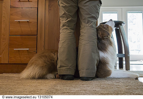 Closeup of an Australian Shephard laying at the feet of his owner.