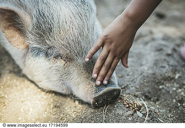 Closeup of kid's hand petting a pig