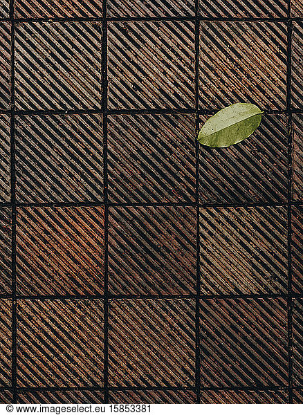 Closeup of terracotta tile with lone leaf