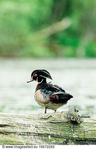 Closeup portrait of a male wood duck standing on a log