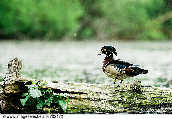 Closeup up portrait of a male wood duck standing on a log