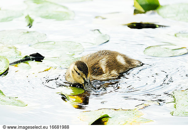 Closeup view of a mallard duckling drinking water
