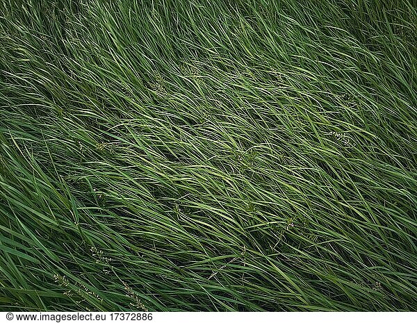 Closeup wild green grass sway in the wind. Greening plants on a picturesque summer meadow. Different herb and vegetation. Idyllic rural field texture  natural background. Countryside grassland