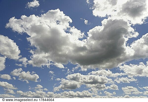 Cloud formation  blue sky with low clouds (cumulus)  North Rhine-Westphalia  Germany  Europe