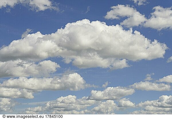Cloud formation  blue sky with low clouds (cumulus)  North Rhine-Westphalia  Germany  Europe