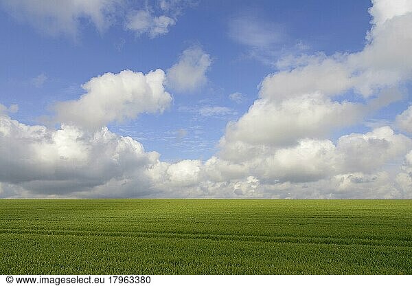 Cloud formation (cumulus)  low clouds over a green grain field  blue sky  North Rhine-Westphalia  Germany  Europe