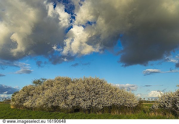 Cloud formation over a blooming sloe hedge in spring  wall hedge  field edge  insect pasture  Vechta  Lower Saxony  Germany  Europe
