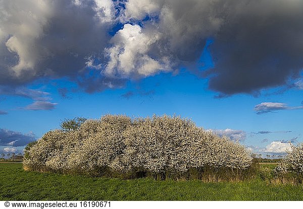 Cloud formation over a blooming sloe hedge in spring  wall hedge  field edge  insect pasture  Vechta  Lower Saxony  Germany  Europe