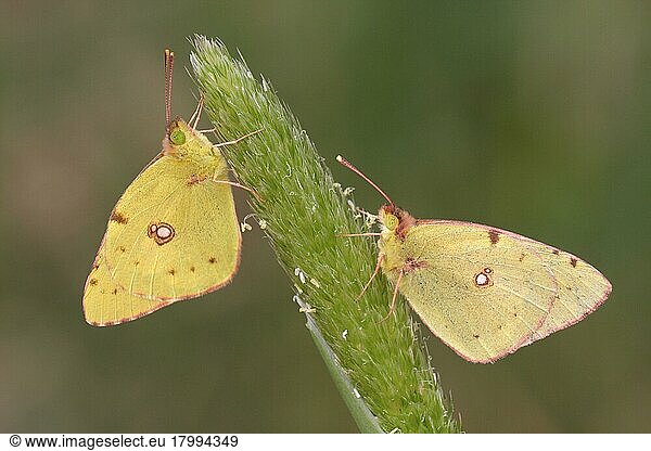 Clouded dark clouded yellow (Colias croceus) adult pair  sleeping on grass flower head  Lesvos  Greece  Europe