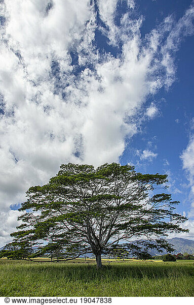 Clouds in sky over lone tree in grassland  Kauai