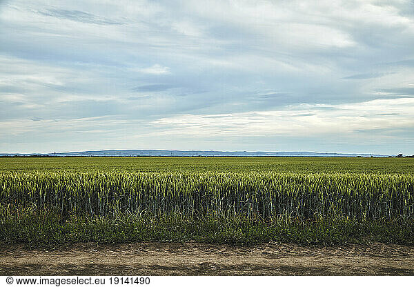 Clouds over green wheat field