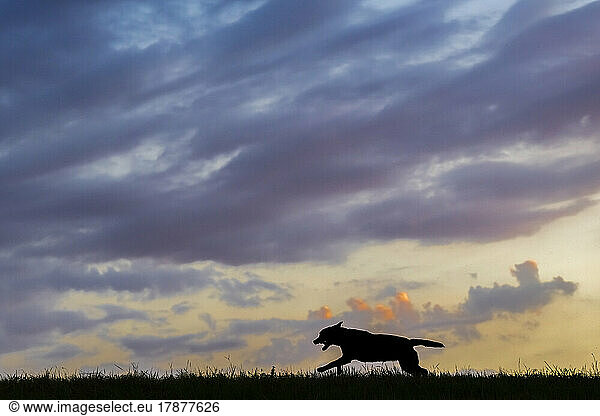 Clouds over silhouette of Labrador Retriever running on grass at dusk