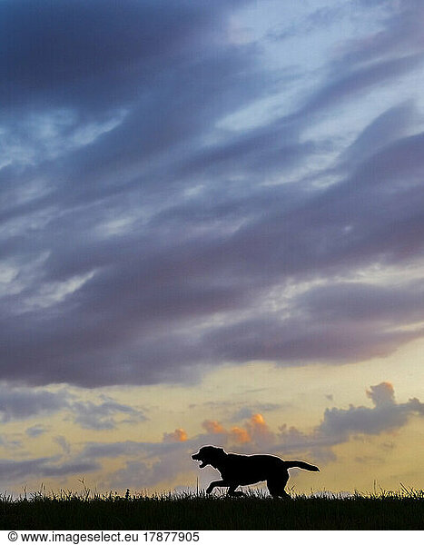 Clouds over silhouette of Labrador Retriever running on grass at dusk