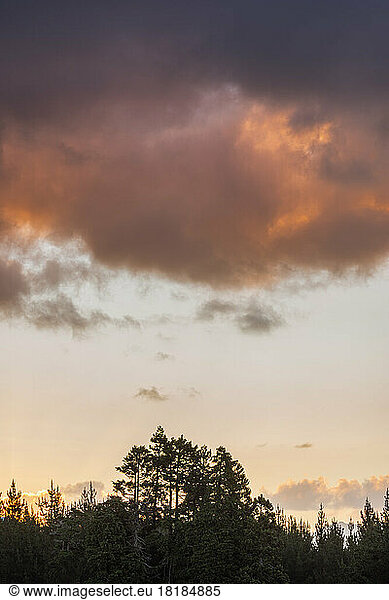 Clouds over silhouettes of forest trees at dawn