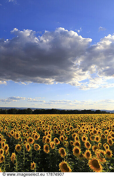 Clouds over sunflowers blooming in vast summer field