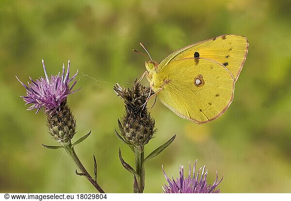 Cloudy dark clouded yellow (Colias croceus) adult  underside  resting on flower head  Sussex  England  Great Britain