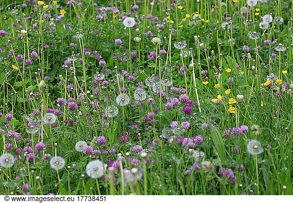 Clover and dandelions blooming in springtime meadow