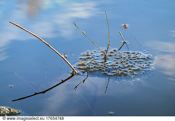 Cluster of frogspawn floating in lake