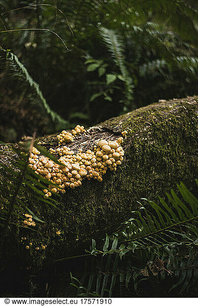 Cluster of Mushrooms on down tree in Oregon woods