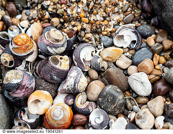 Cluster of seashells and stones