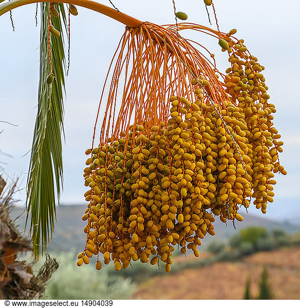 Clusters of dates hanging from a date palm tree (Phoenix dactylifera); Peso da Regua  Vila Real  Portugal