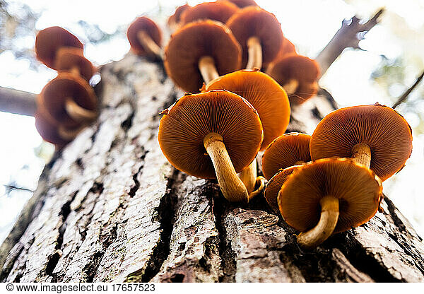 Clusters of mushrooms growing on tree trunk in California forest