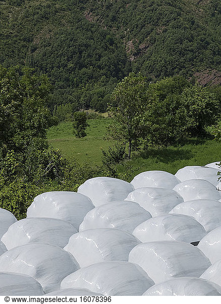 Clusters of plastic-wrapped hay blocks remaining outdoors  Spain