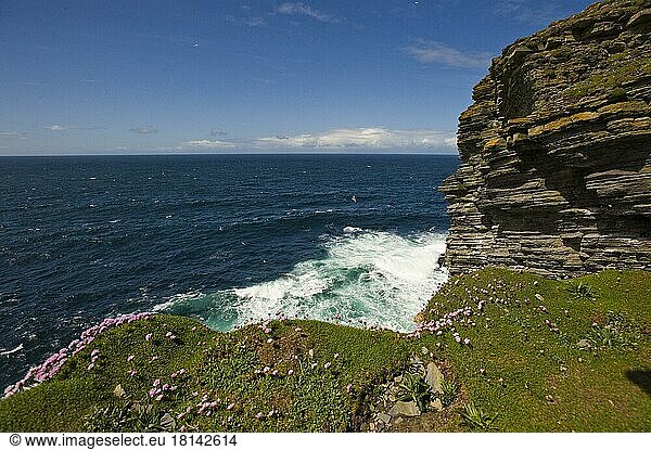 Coast  Orkney Islands  Scotland  Rocky Coast