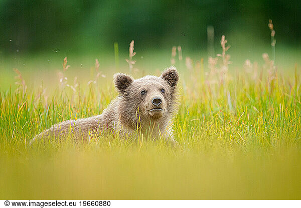 Coastal Brown Bear Cub in Sedge Grass